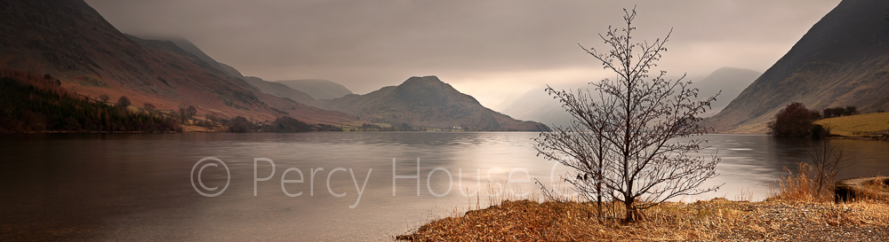 Crummock Water Tree